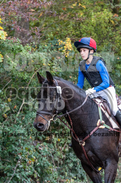 Goldene Schärpe 2020 - Pferde