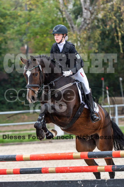 Goldene Schärpe 2020 - Pferde