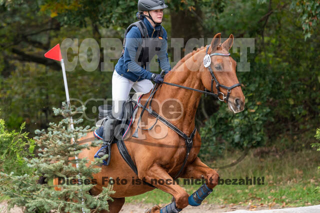 Goldene Schärpe 2020 - Pferde