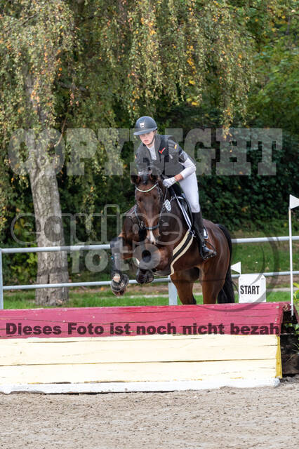 Goldene Schärpe 2020 - Pferde