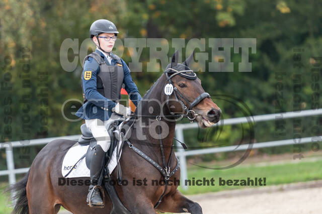 Goldene Schärpe 2020 - Pferde