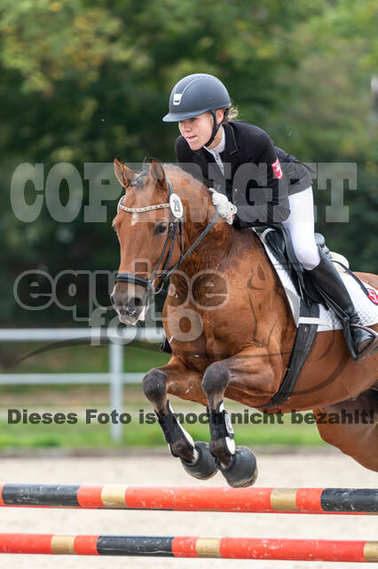 Goldene Schärpe 2020 - Pferde