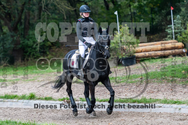 Goldene Schärpe 2020 - Pferde