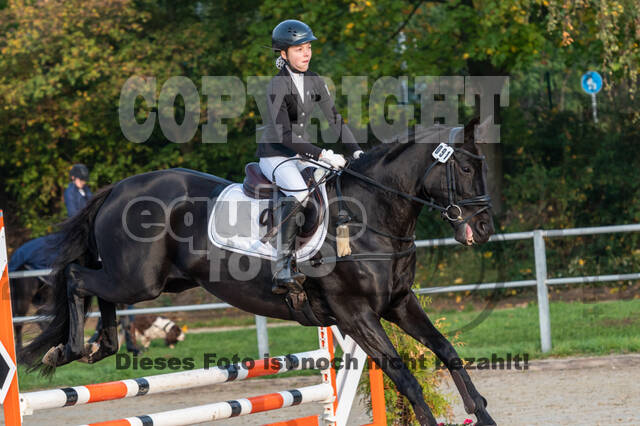 Goldene Schärpe 2020 - Pferde