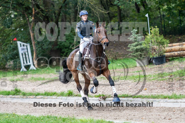 Goldene Schärpe 2020 - Pferde