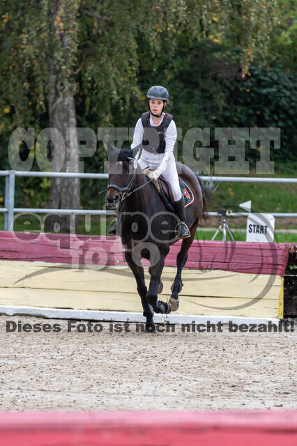 Goldene Schärpe 2020 - Pferde