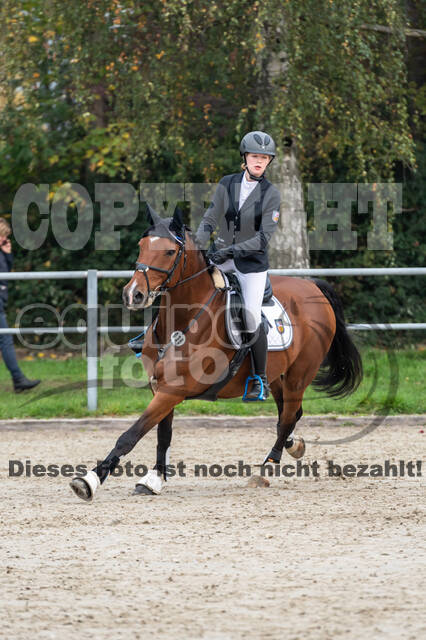 Goldene Schärpe 2020 - Pferde