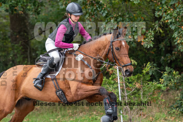 Goldene Schärpe 2020 - Pferde