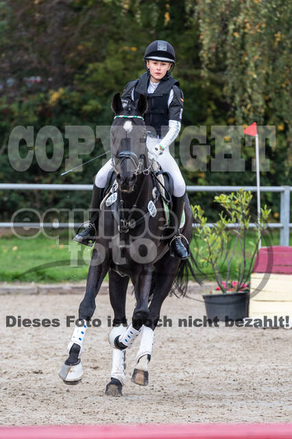 Goldene Schärpe 2020 - Pferde