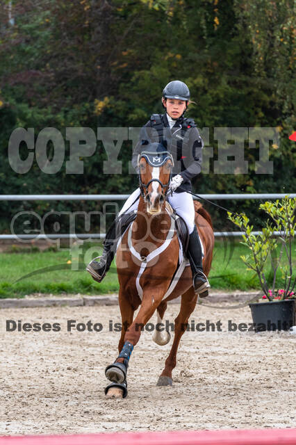 Goldene Schärpe 2020 - Pferde