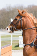 Eventing Langenfeld