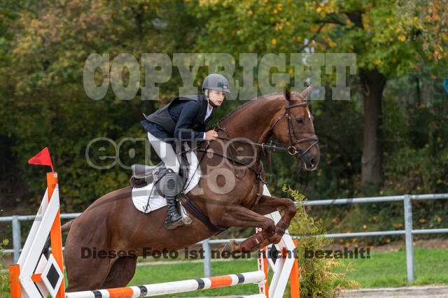 Goldene Schärpe 2020 - Pferde