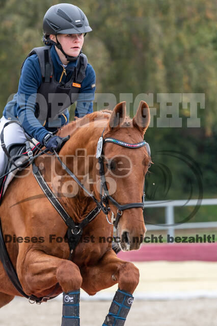 Goldene Schärpe 2020 - Pferde