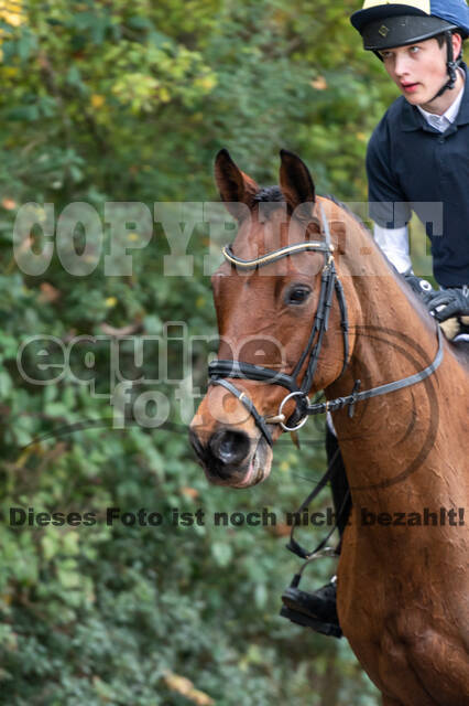 Goldene Schärpe 2020 - Pferde