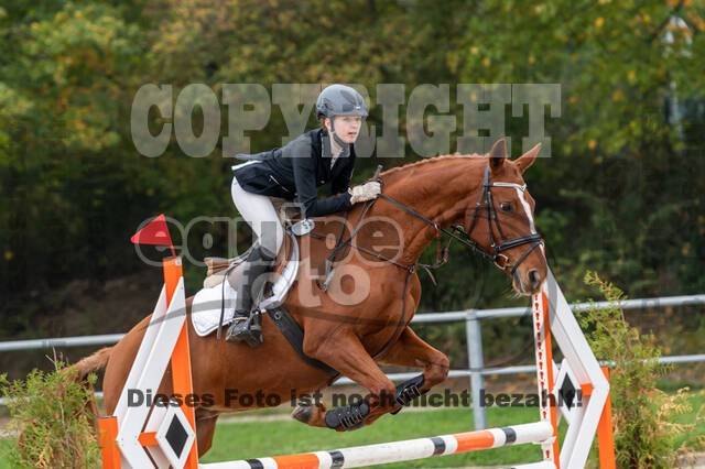 Goldene Schärpe 2020 - Pferde