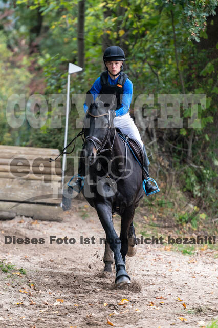 Goldene Schärpe 2020 - Pferde