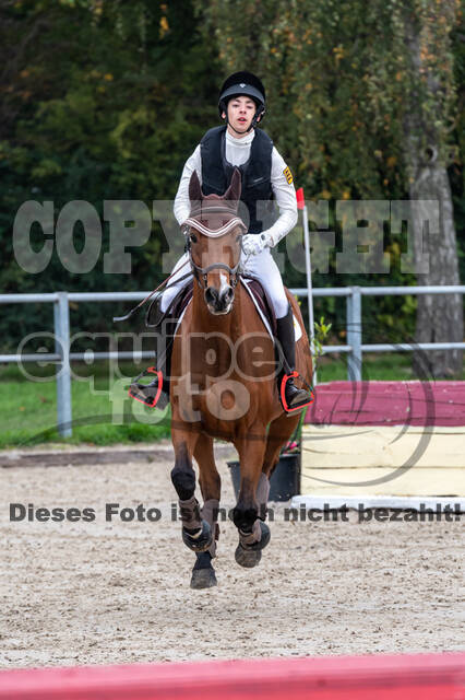 Goldene Schärpe 2020 - Pferde