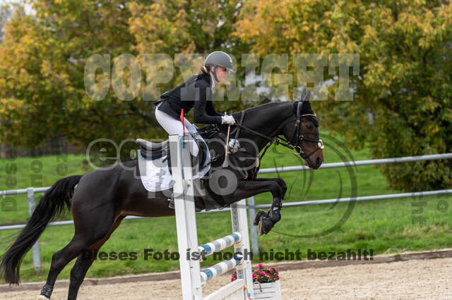 Goldene Schärpe 2020 - Pferde