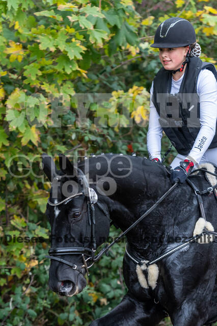 Goldene Schärpe 2020 - Pferde