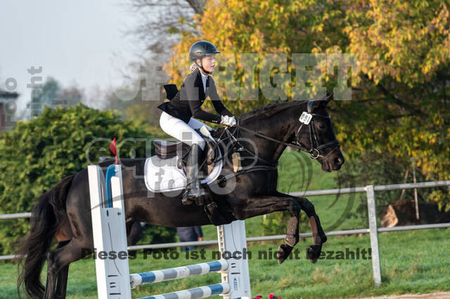 Goldene Schärpe 2020 - Pferde