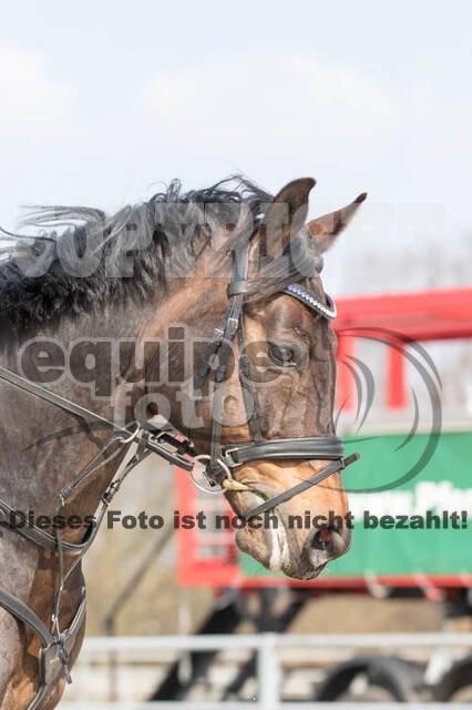Eventing Langenfeld 2018