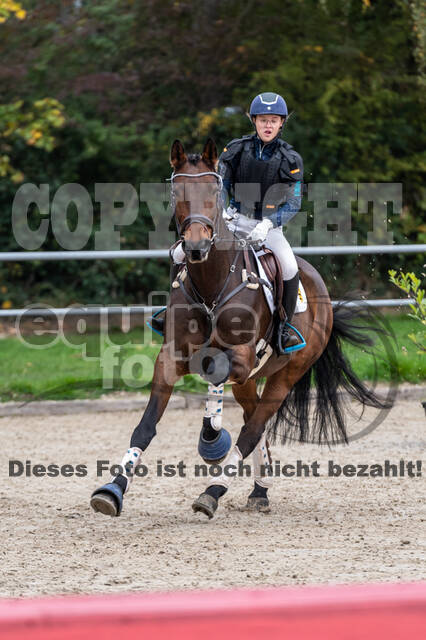 Goldene Schärpe 2020 - Pferde