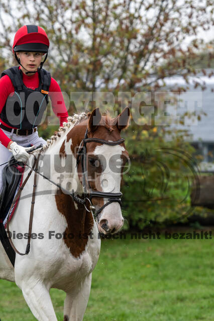 Goldene Schärpe 2020 - Pferde