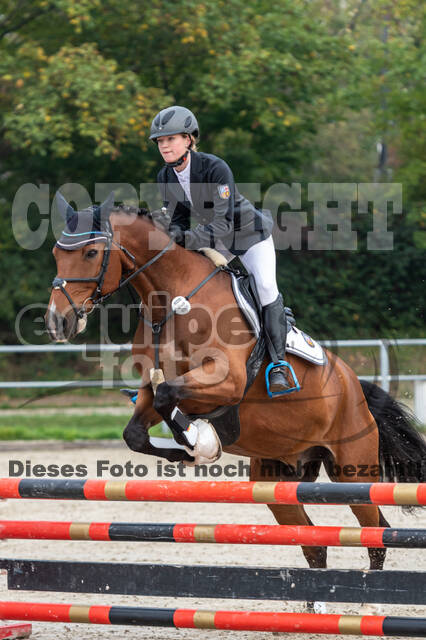 Goldene Schärpe 2020 - Pferde