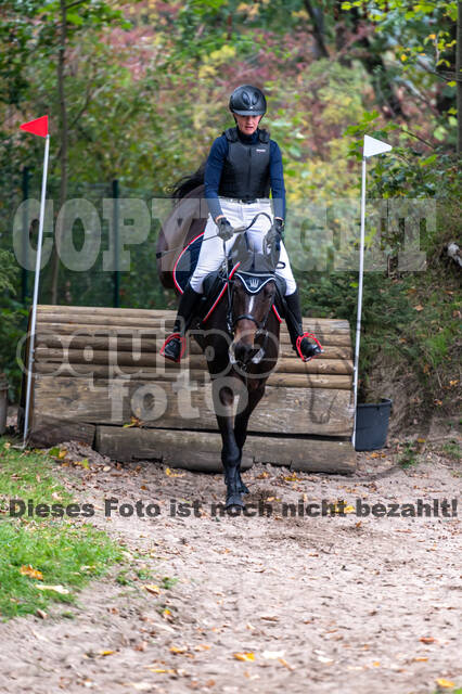 Goldene Schärpe 2020 - Pferde