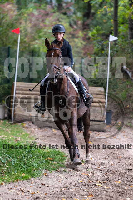 Goldene Schärpe 2020 - Pferde