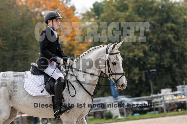 Goldene Schärpe 2020 - Pferde