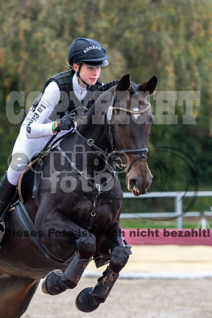 Goldene Schärpe 2020 - Pferde