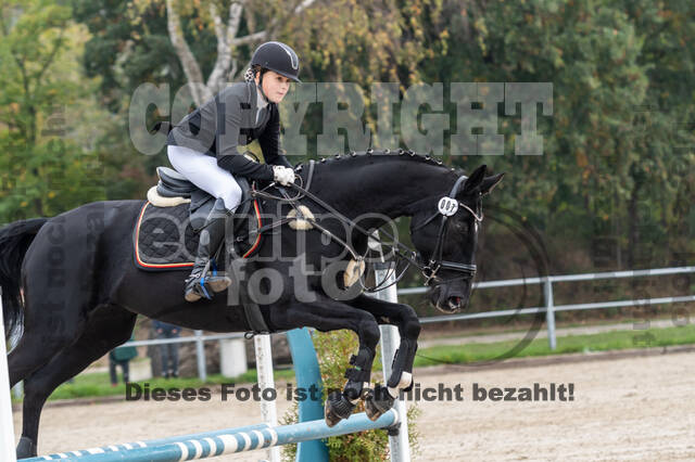 Goldene Schärpe 2020 - Pferde