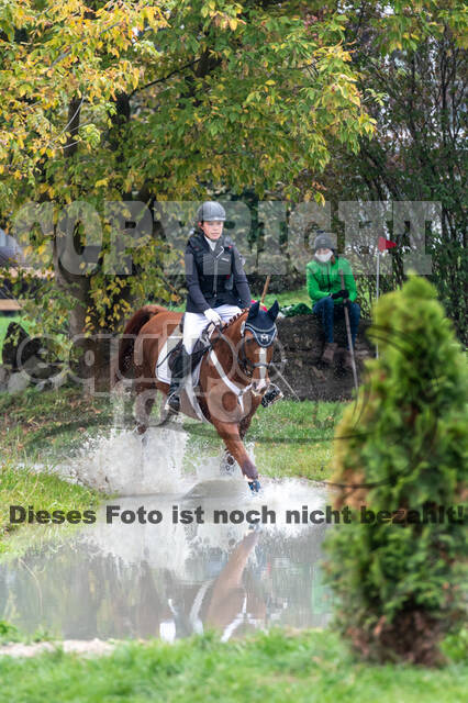 Goldene Schärpe 2020 - Pferde