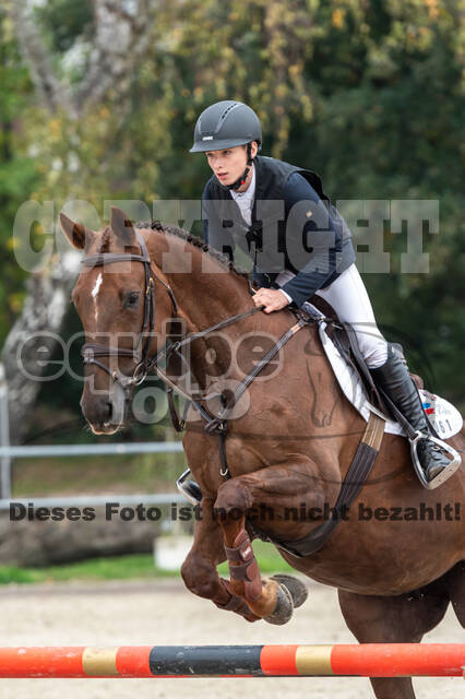 Goldene Schärpe 2020 - Pferde