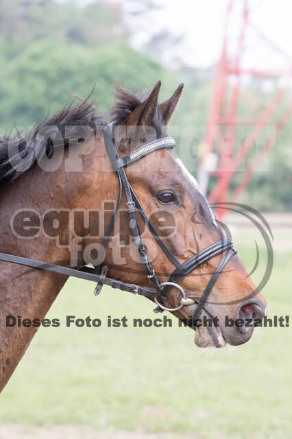 Vielseitigkeitsturnier ZRFV von Lützow Hamminkeln