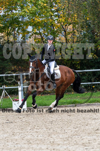 Goldene Schärpe 2020 - Pferde