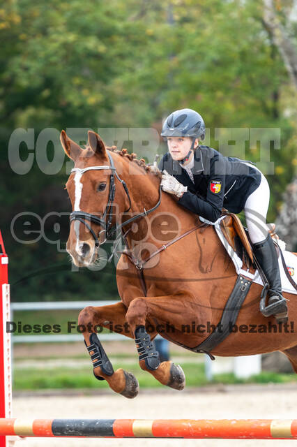 Goldene Schärpe 2020 - Pferde