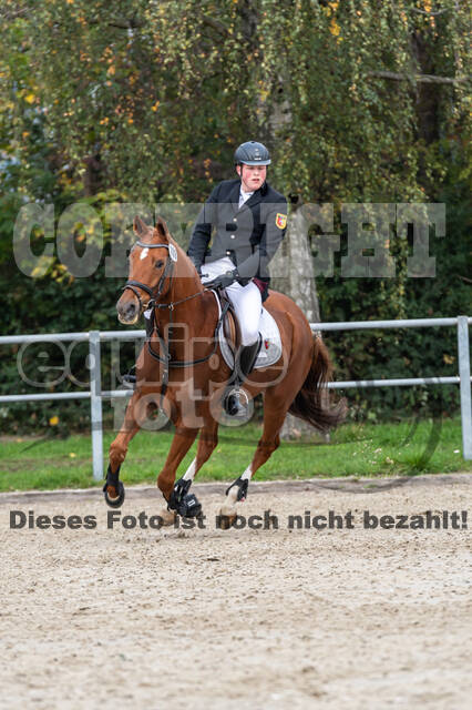 Goldene Schärpe 2020 - Pferde