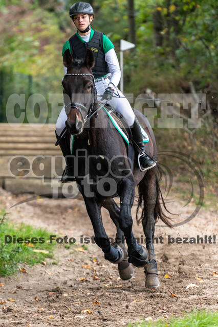 Goldene Schärpe 2020 - Pferde