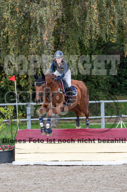 Goldene Schärpe 2020 - Pferde