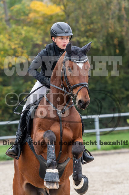 Goldene Schärpe 2020 - Pferde