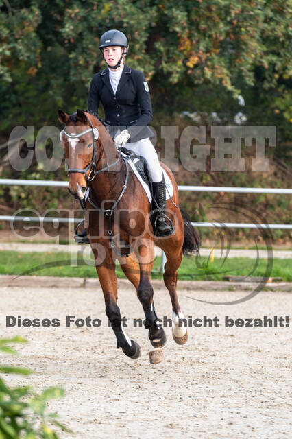 Goldene Schärpe 2020 - Pferde