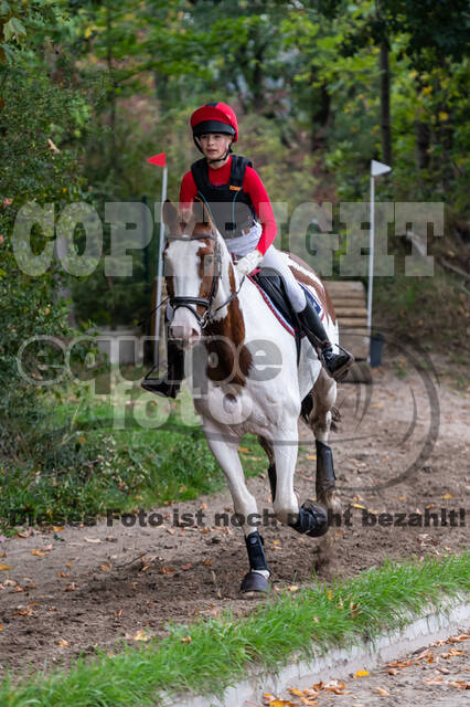 Goldene Schärpe 2020 - Pferde