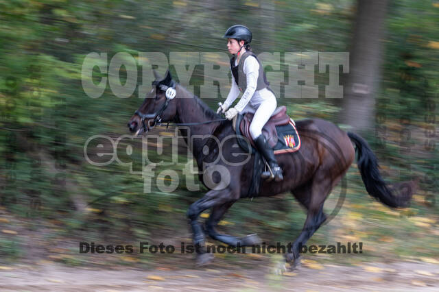 Goldene Schärpe 2020 - Pferde