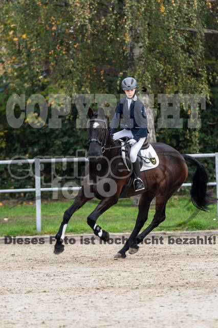 Goldene Schärpe 2020 - Pferde