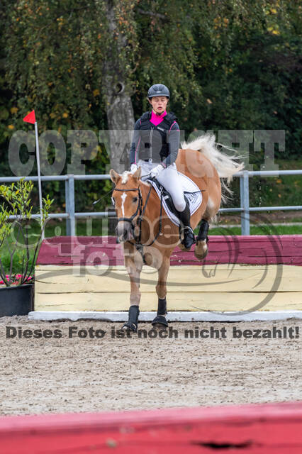 Goldene Schärpe 2020 - Pferde