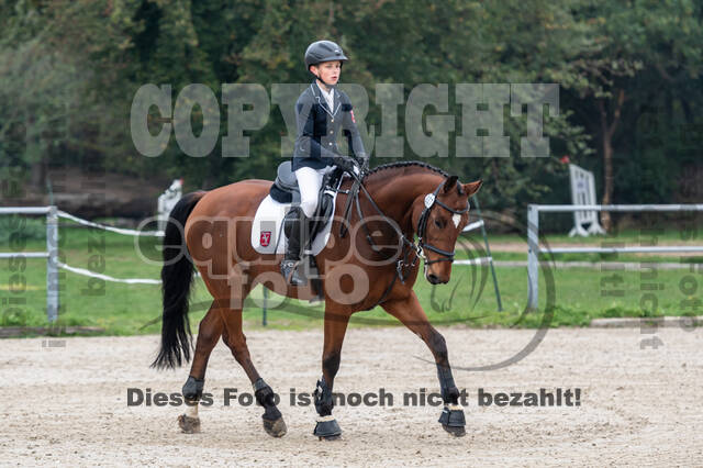 Goldene Schärpe 2020 - Pferde