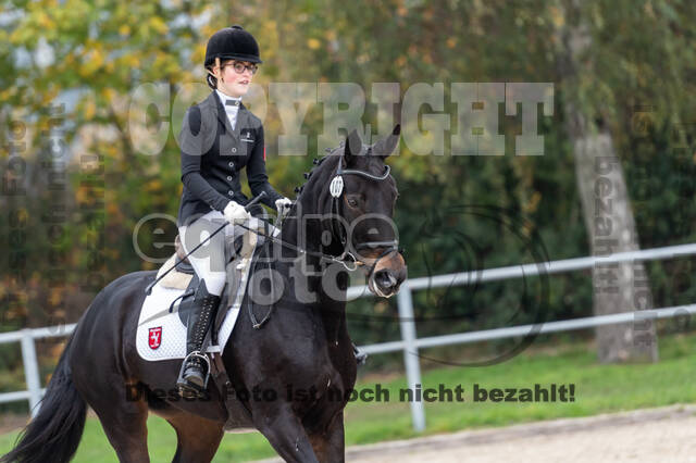 Goldene Schärpe 2020 - Pferde