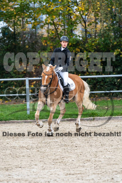 Goldene Schärpe 2020 - Pferde